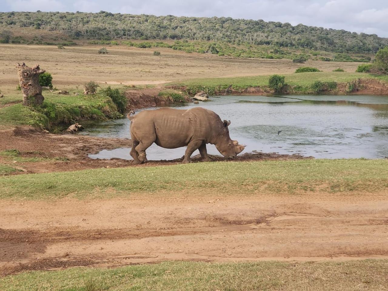 Parkview Safari Lodge โคลเชสเตอร์ ภายนอก รูปภาพ